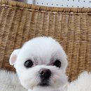 행복을줄개 이미지