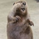 한울터 | 가평 4만원대 저렴한 가성비 펜션/1박2일 바베큐 후기♥