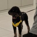 우리동물병원 | 🐶 아산 밤비 동물 병원 | 우리 댕댕이 건강검진 다녀온 후기 🩺💛