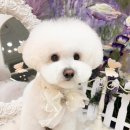 아꼬아 펫 살롱 이미지