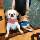 기장애견 이미지