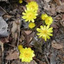 ****광양백운산 매봉(865m)-쫓비산 복수초군락-매화마을****25년 3월16일07시(시청)-07시20분(운동장1문) 이미지