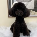 뽀프퍼피(POFF PUPPY) 이미지