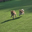 부산애견호텔 강아지유치원 맘바이 사하구점 이미지