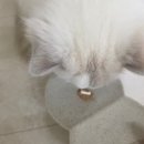 날으는고양이 | 고양이 치아 흡수 병변 발치 후기 [VIP 동물의료센터 청담점]