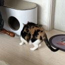 다다그루밍 이미지