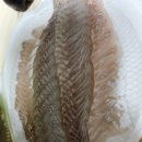 화성락실내바다낚시터 | 💦 화성락실내바다낚시터 농어잡았어요 🐟
