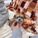 데일리독 이미지