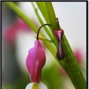 들꽃풍경 이미지