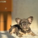 J&L 희귀모색 프렌치불독 이미지