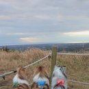 제주 오름 산책 이미지