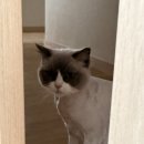 뷰티몽냥 | 동탄 고양이미용 무마취 뷰티몽냥 비용 내돈내산 솔직 후기