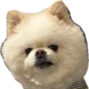 멍멍멍 | [서울/학여울] 2026 케이펫페어 세택, 방문 후기 | 펫페어 꿀팁, 강아지 눈물 사료, 곤충사료 추천