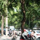 오아시스크리닝샵 | [태국/방콕] 2025 여름휴가 방콕여행기 1일차 (더 수코타이 방콕, 룸피니공원, 원방콕)