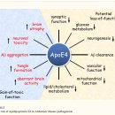 Re:Apolipoprotein E and Alzheimer disease: risk, mechanisms, and therapy - 메커니즘 논문 읽어야 이미지