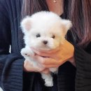 파주켄넬 이미지