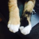 요미야미 이미지