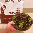 금호농자재 | 분갈이흙 분변토로 쉽게 분갈이 했어요