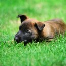 로얄 동물 이미지