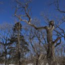 소나무 황토빌 이미지