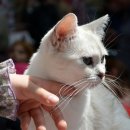 탐나는 고양이 이미지