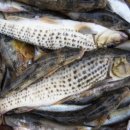 수입천계곡펜션 이미지