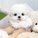 코디애견샵 이미지