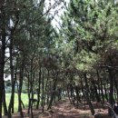 오포해수욕장 이미지