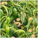 도림농장 이미지