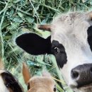 채릇채릇 이미지