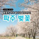 메디힐요양병원 | 벚꽃은 아직 끝나지 않았어요!! 파주 벚꽃 스팟