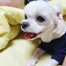 이불 속 댕댕이 이미지