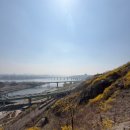 응봉산 팔각정 | 서울에서 가장 먼저 피는 꽃! 응봉산 개나리 축제 방문 후기(팔각정 가는 길과 포토 스팟, 실시간 개화...