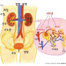 인체 _ 우리 몸의 산소통(배설기관) _ 교육자료14 이미지