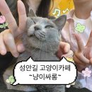 냥이 싸롱 이미지