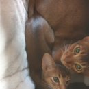 그루밍캣 압구정점 이미지