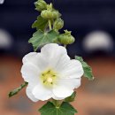 UR(상주시)-[도남2길]-상-2 | 도남서원/'상도'촬영지(상주)