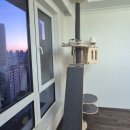 로얄플라잉 이미지