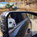 평창듀오애견수영장계곡펜션 | 강원도 평창 둔내 애견펜션 전용운동장 애견수영장 "도그밀리" 또또또 방문한 곳