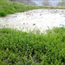 도안농장 이미지