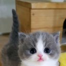 서울고양이분양 묘연 이미지