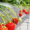 사구농장 이미지