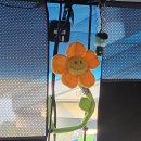 5월, 아직도 시험이 안 끝난 사람이 있어...?[생일주간모음1탄]