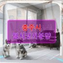 맥스켄넬 | 충주시 웰시코기 분양 꿈만 꾸셨나요 현실적인 정보부터 후기까지 꼼꼼히 파헤쳐봤습니다