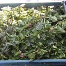 신안개발 이미지