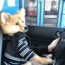 Just Grooming 이미지