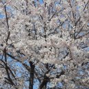 들꽃풍경 이미지