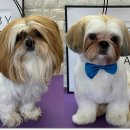 아름다운애견세상 이미지