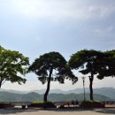 소나무 풍경 이미지