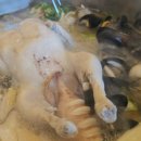 삽다리식당 이미지